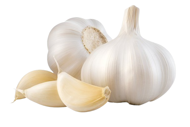 Garlic Export